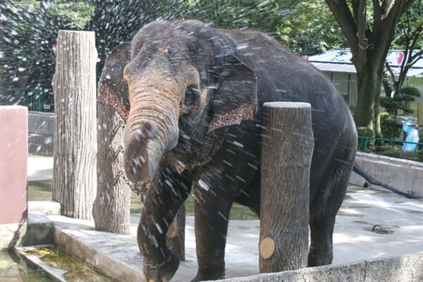 かみね動物園